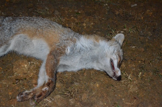 Sleepin' Fox